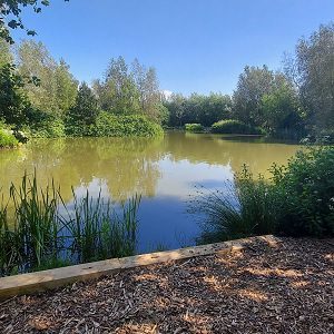 Pheasants Wood Carp Lake Lancashire Day Night ticket 2